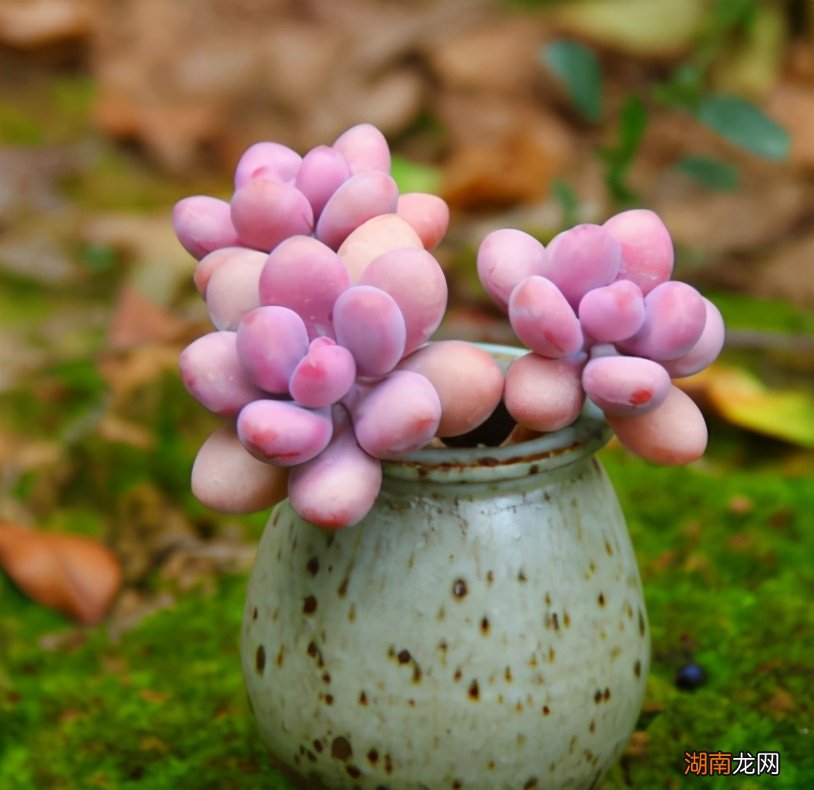 桃蛋养得饱满圆红的秘诀 桃蛋怎么养的肥肥胖胖红红的