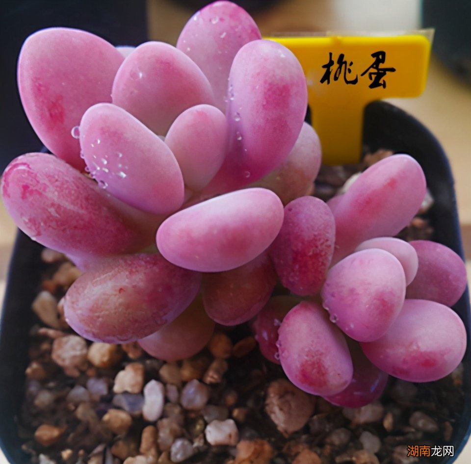 桃蛋养得饱满圆红的秘诀 桃蛋怎么养的肥肥胖胖红红的