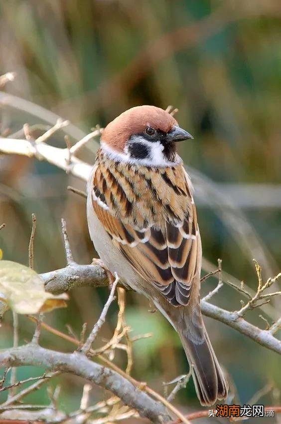 麻雀进屋意味着什么寓意好吗 麻雀进屋是什么兆头