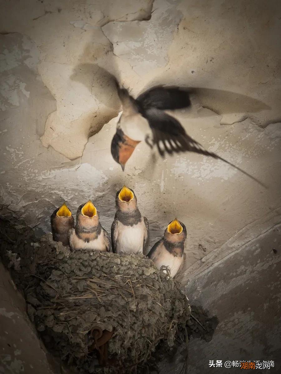 麻雀进屋意味着什么寓意好吗 麻雀进屋是什么兆头