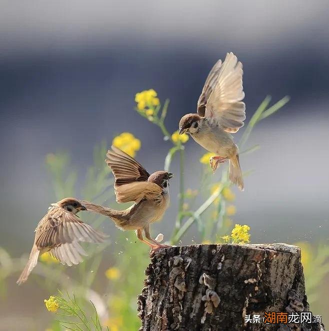 麻雀进屋意味着什么寓意好吗 麻雀进屋是什么兆头