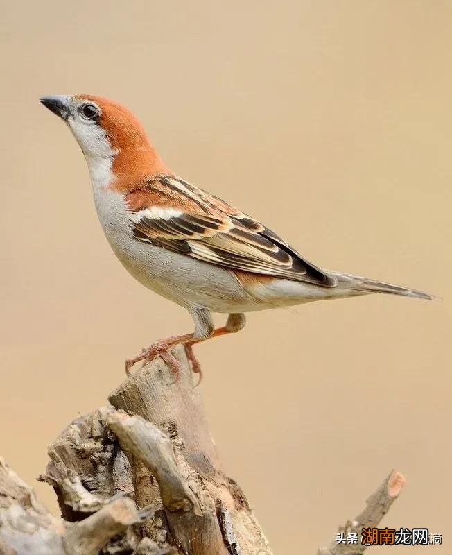 麻雀进屋意味着什么寓意好吗 麻雀进屋是什么兆头