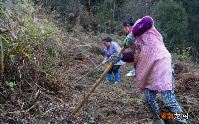蕨根粉到底是什么东西做成的 蕨根粉是什么材料做的好吃