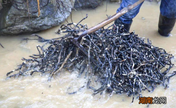 蕨根粉到底是什么东西做成的 蕨根粉是什么材料做的好吃