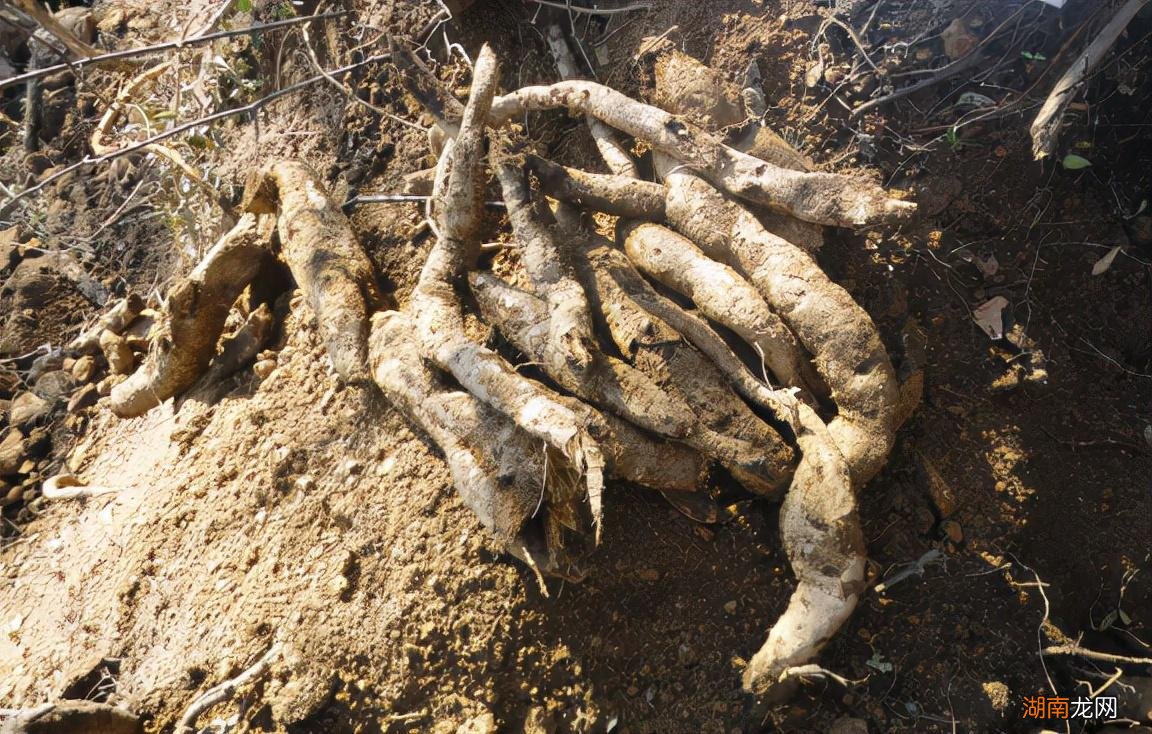 蕨根粉到底是什么东西做成的 蕨根粉是什么材料做的好吃