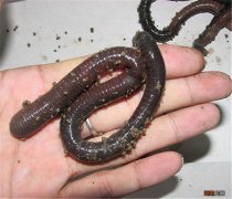 用蚯蚓做钓饵的两种挂法介绍 蚯蚓调浮漂正确方法