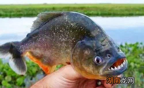 食人鱼的天敌到底是什么动物 食人鱼最怕什么东西