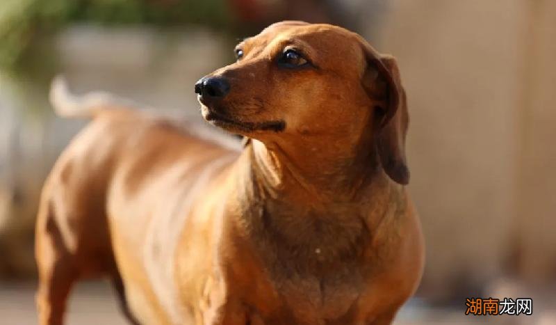 失去了最爱的宠物很难过走不出来 失去宠物太痛苦怎么办