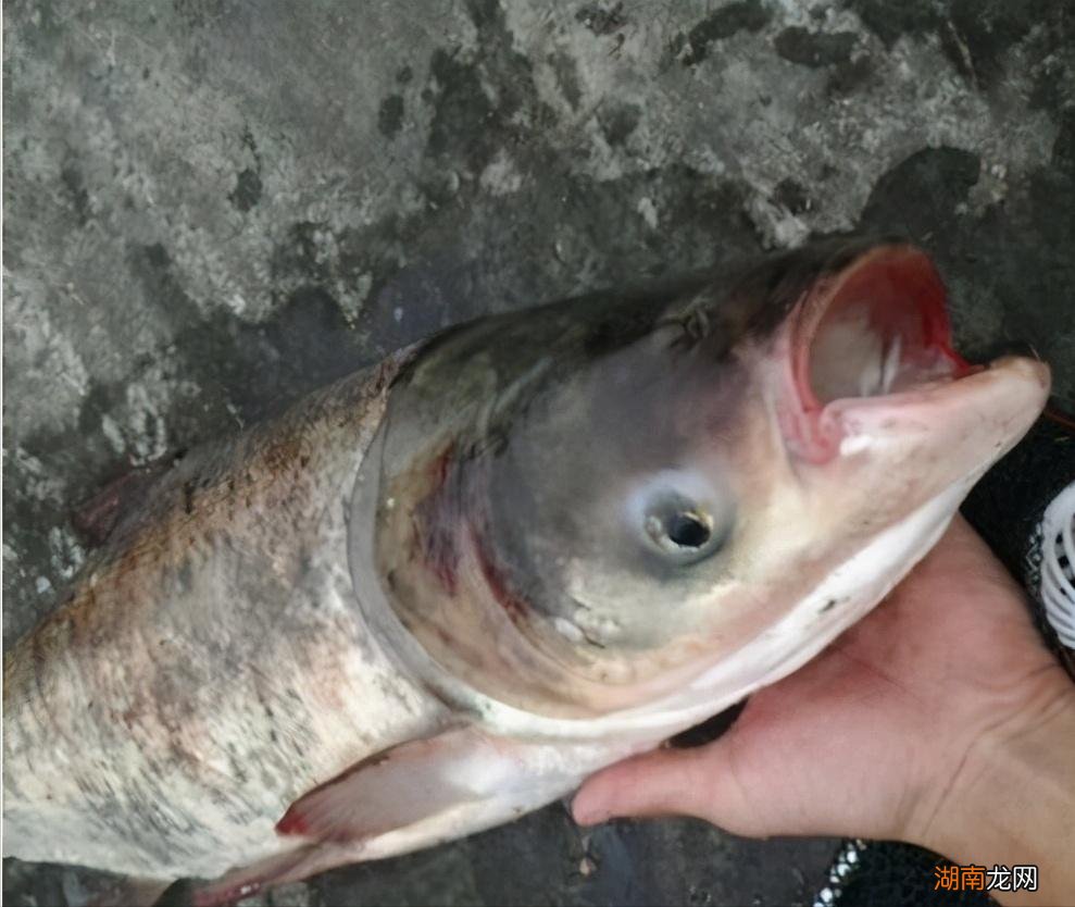 关于花鲢的生理习性介绍 花鲢吃什么食物长得快长得好