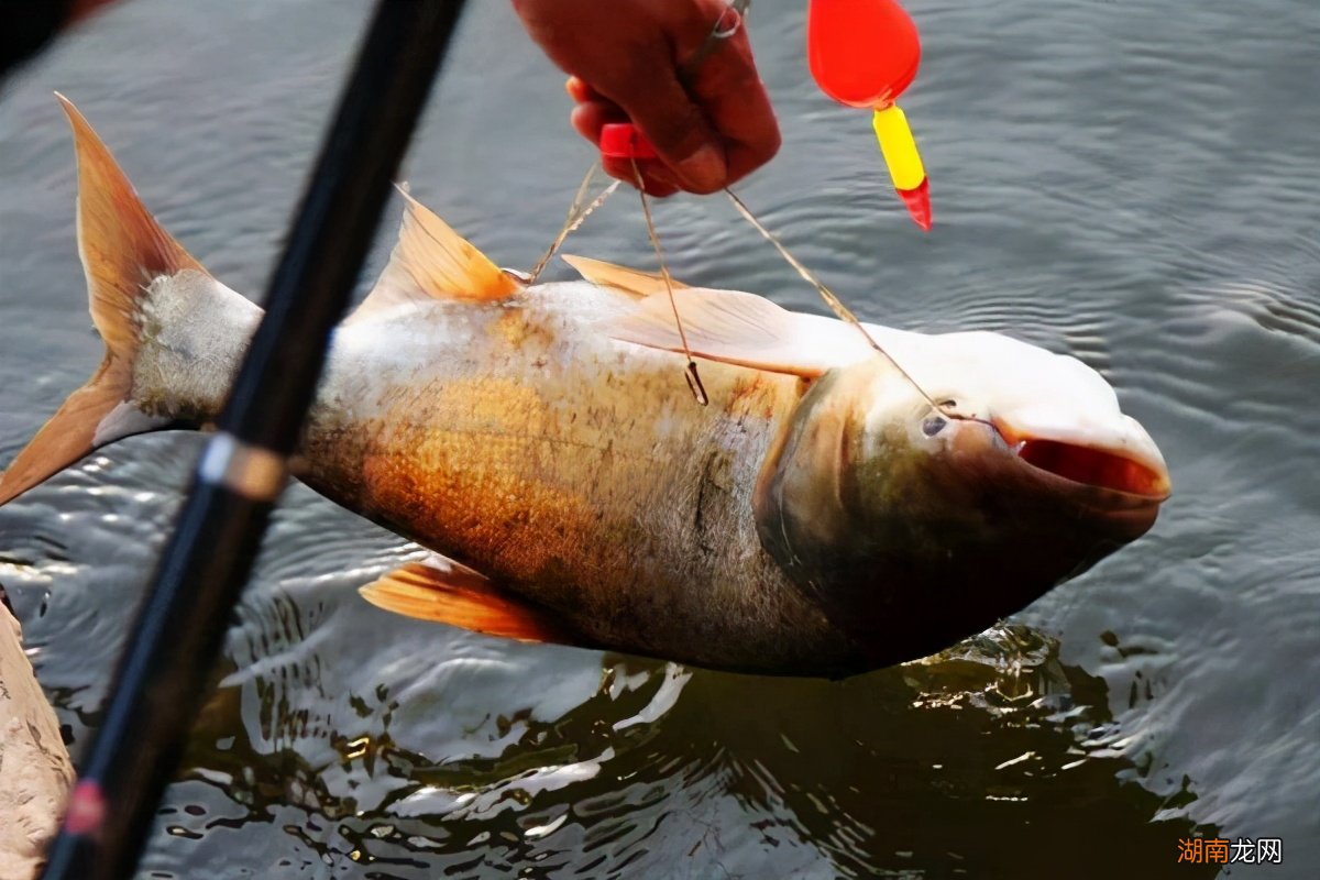 关于花鲢的生理习性介绍 花鲢吃什么食物长得快长得好