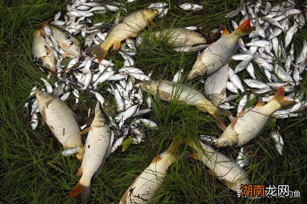 常见的五种鱼线打结方式介绍 鱼线如何打结最结实