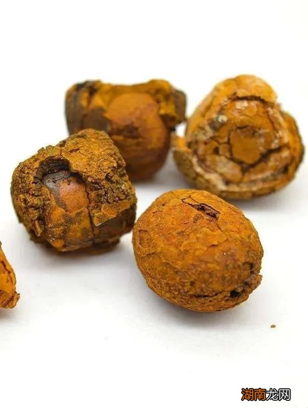 麝香鼠的麝香主要成分是什么 麝香是什么东西做的