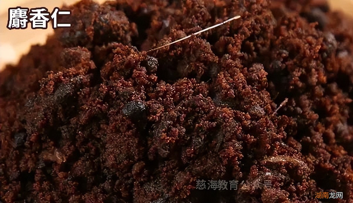 麝香鼠的麝香主要成分是什么 麝香是什么东西做的