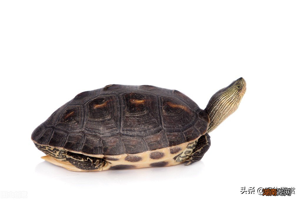 市场上5元的小乌龟是什么品种 小乌龟怎么养活得久