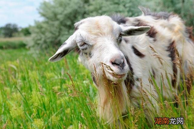 第六感很强很准的人都属什么 第六感最准是什么生肖