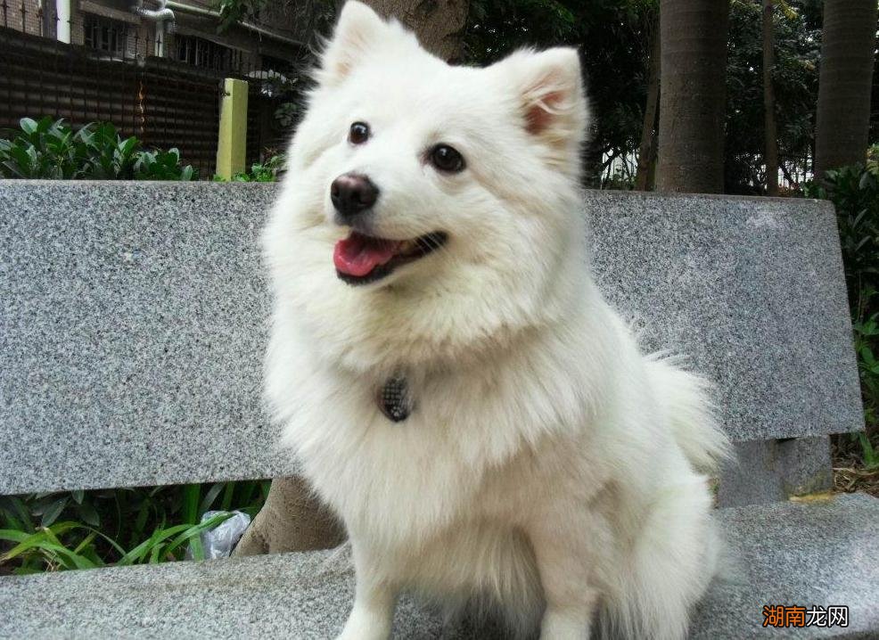 为什么很少人养银狐犬 为什么养银狐犬的人都后悔了