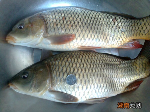 为什么常说鲤鱼部适合给小孩吃食用呢 鲤鱼刺多吗