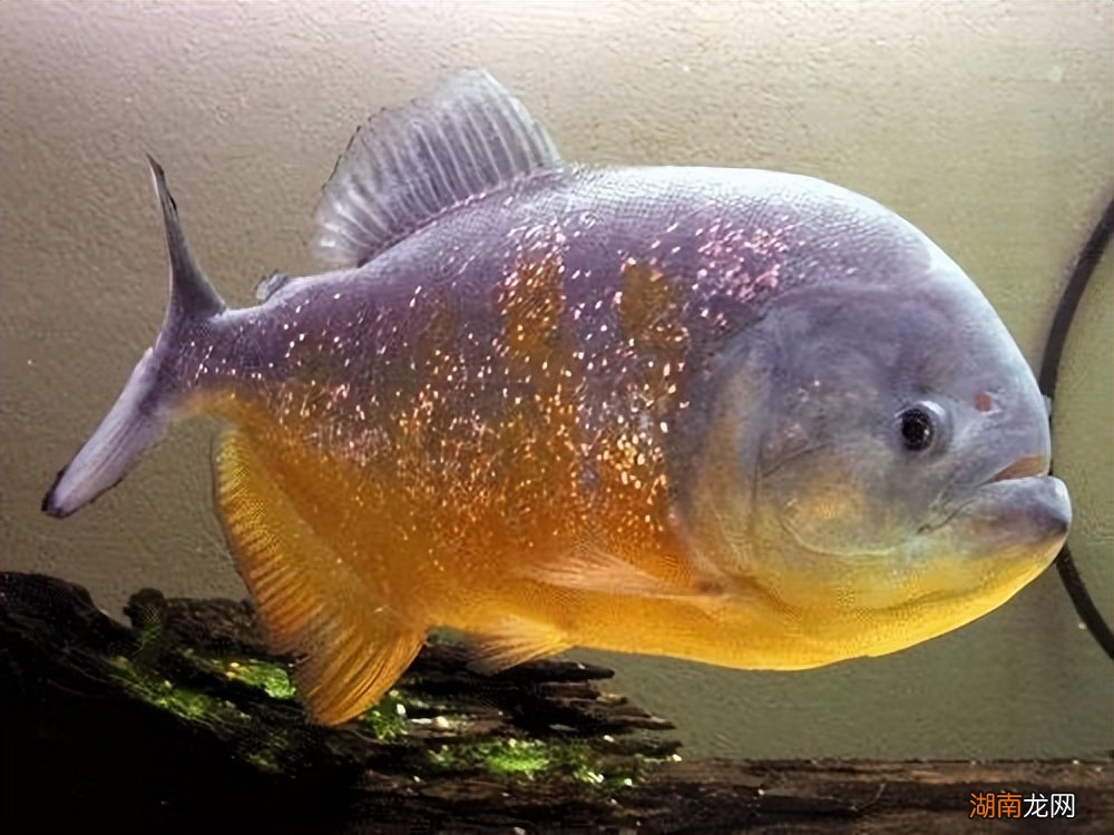 过滤棉的主要作用是什么 鱼缸过滤棉越脏越好是吗