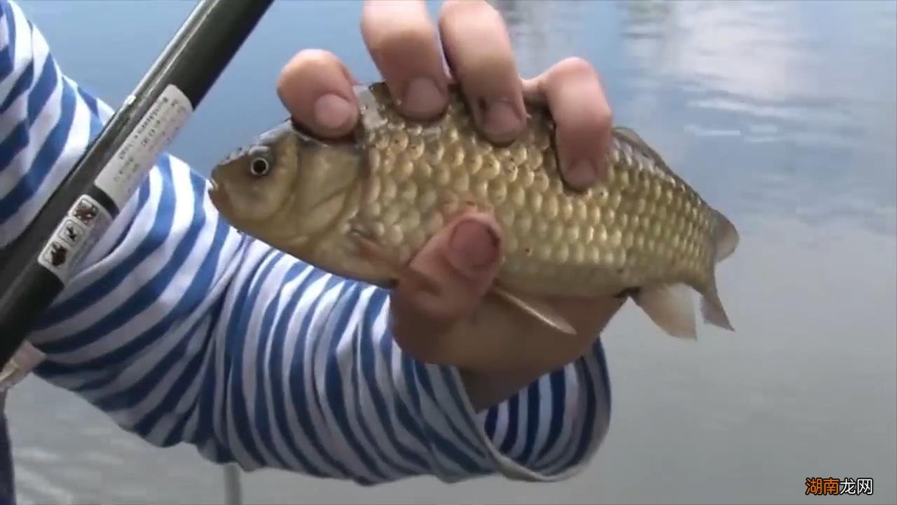 使用面包虫钓鱼的注意事项 面包虫钓鱼效果怎么样