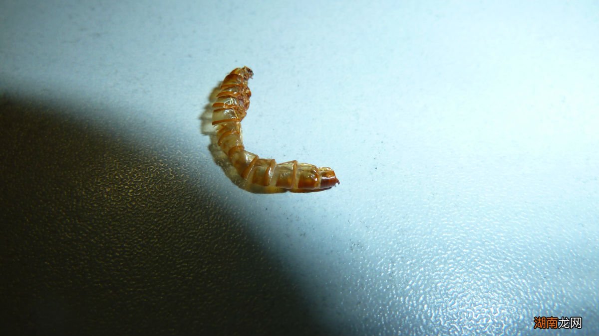 使用面包虫钓鱼的注意事项 面包虫钓鱼效果怎么样