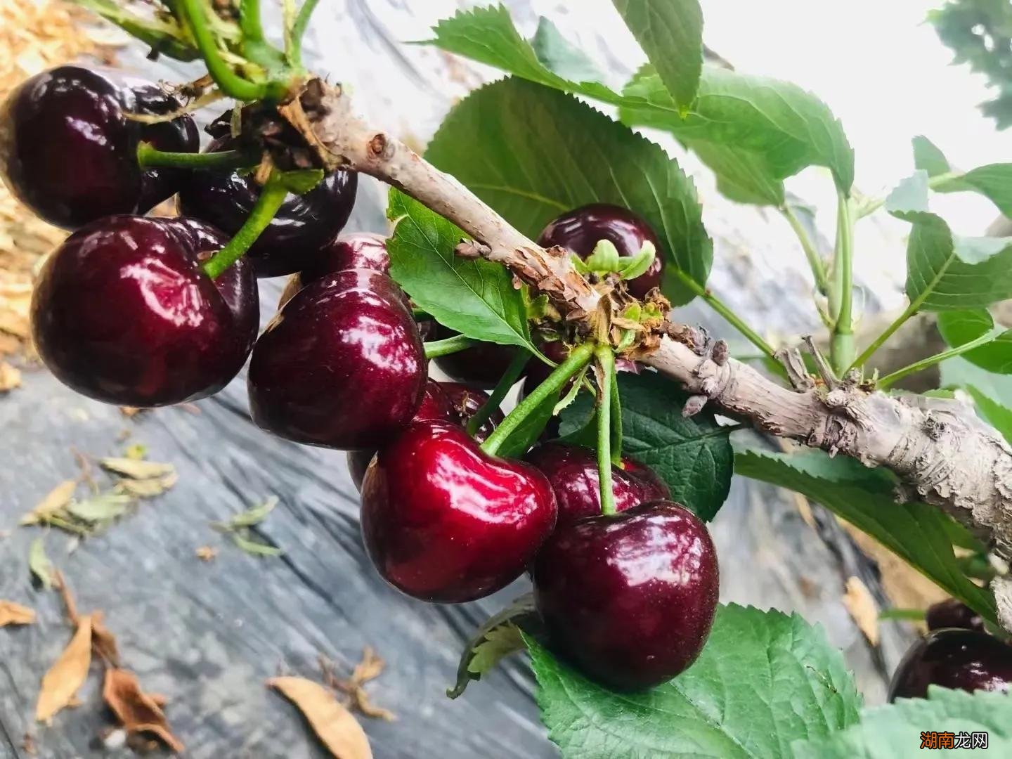 全国4个地方的樱桃榜上有名 中国哪里的樱桃最好吃最有名