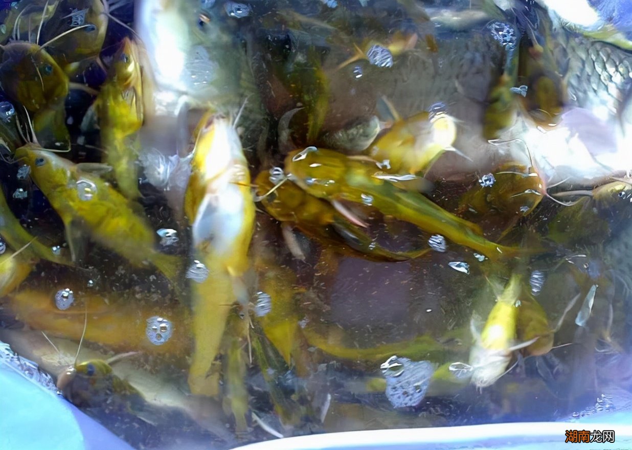 黄牙角鱼好吃吗有哪些做法 和鲶鱼相似的鱼有哪些