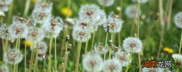 我国野生蒲公英类植物有多少种 野生蒲公英有几种