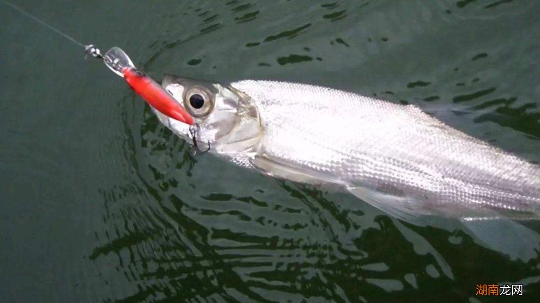 路亚钓鱼时的用线技巧介绍 路亚用什么主线比较好