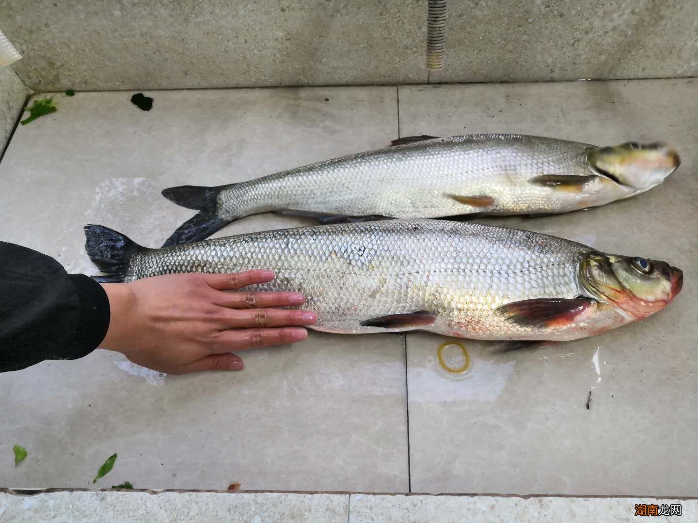 路亚钓鱼时的用线技巧介绍 路亚用什么主线比较好