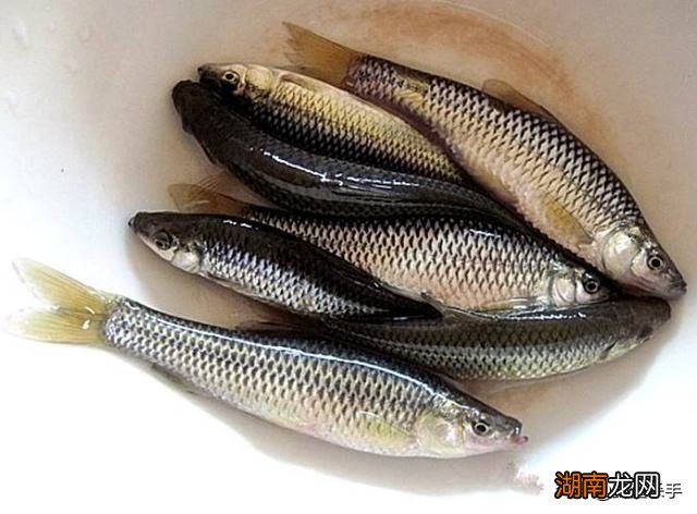 钓鱼使用袖钩的优点和缺点 袖钩是什么意思怎么用