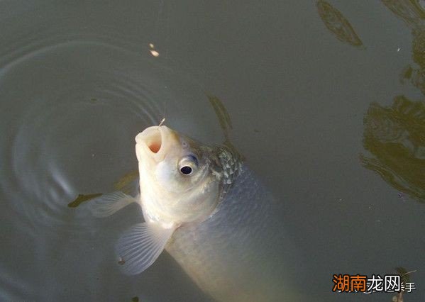 钓鱼使用袖钩的优点和缺点 袖钩是什么意思怎么用