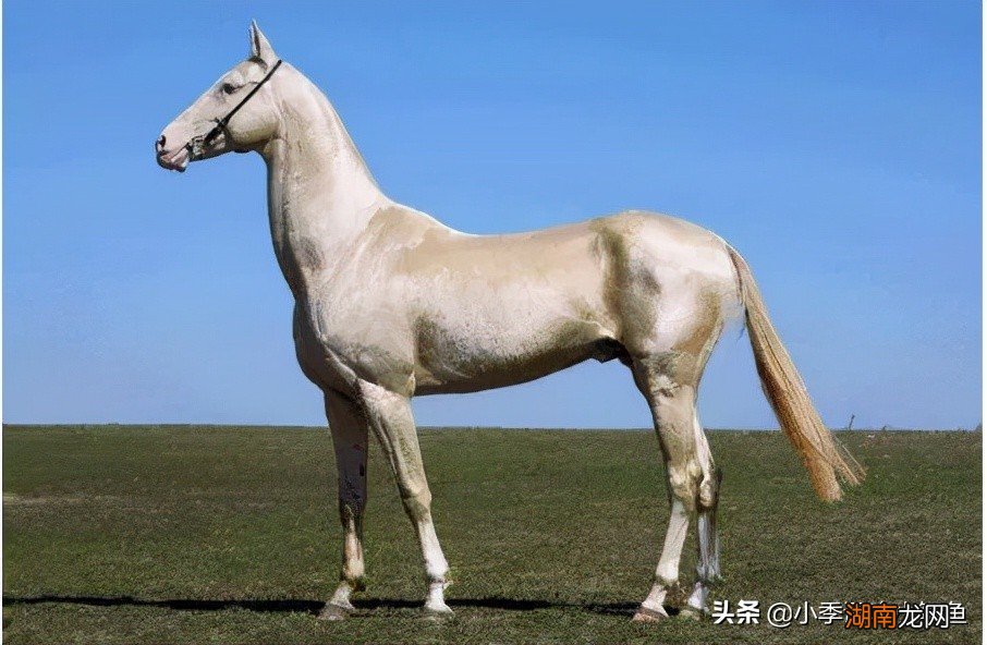 现在汗血宝马价值大概在多少钱 一匹汗血宝马多少钱
