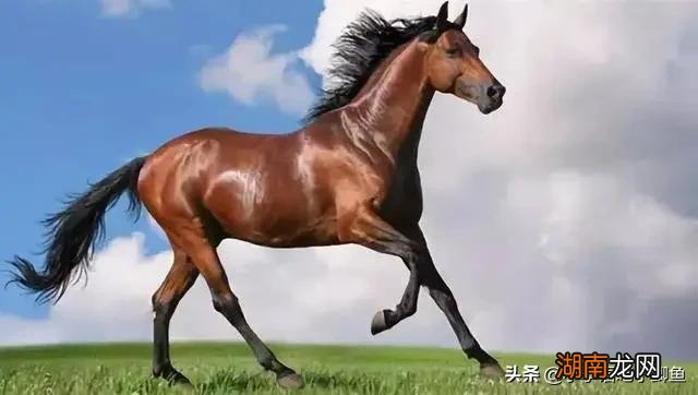 现在汗血宝马价值大概在多少钱 一匹汗血宝马多少钱