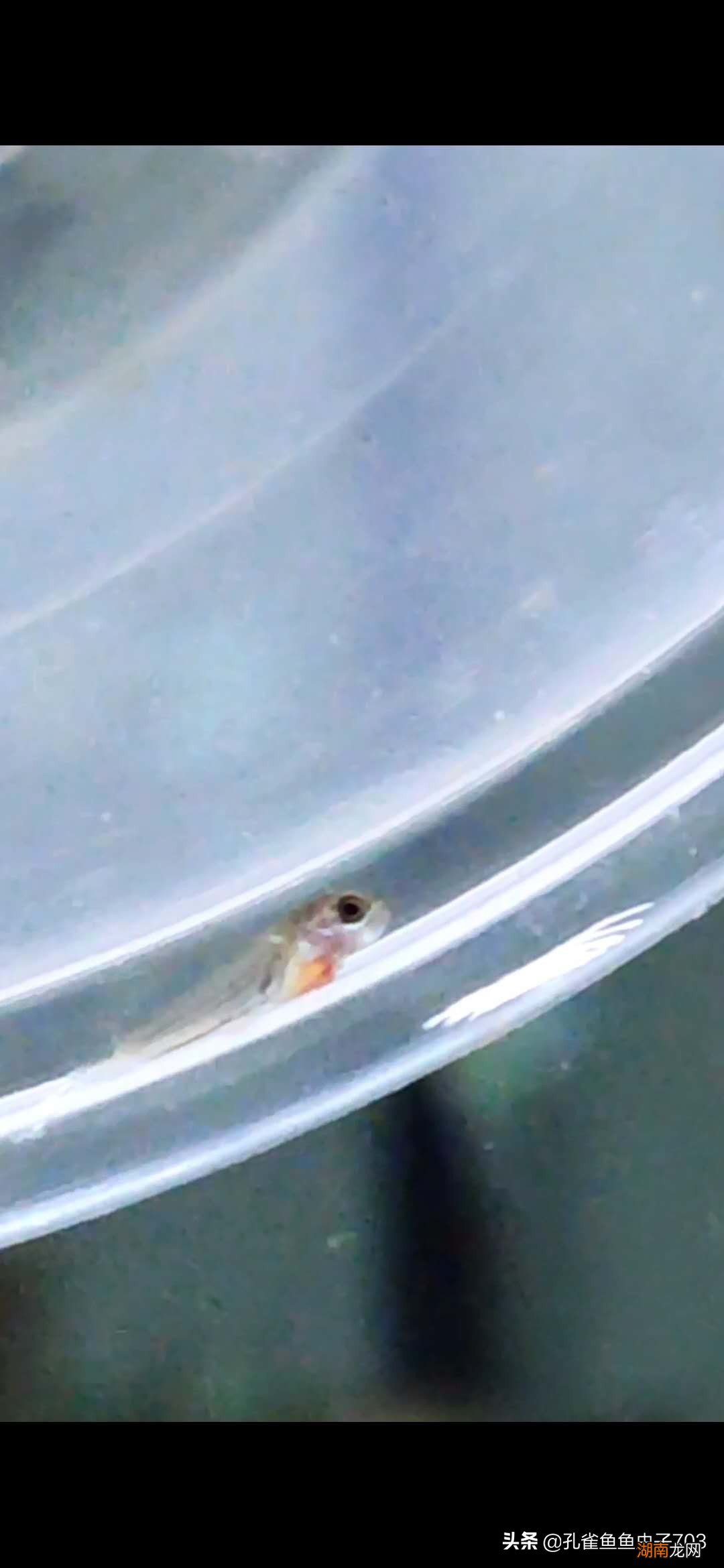 孔雀鱼母鱼繁殖前的四大征兆 孔雀鱼生小鱼前兆图解