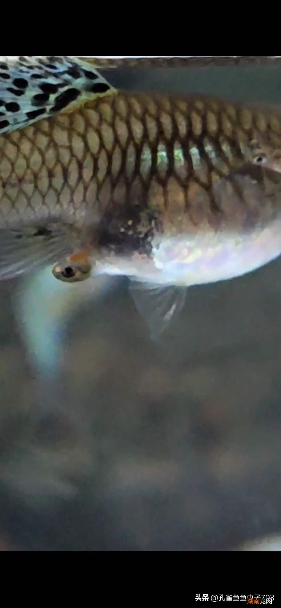 孔雀鱼母鱼繁殖前的四大征兆 孔雀鱼生小鱼前兆图解