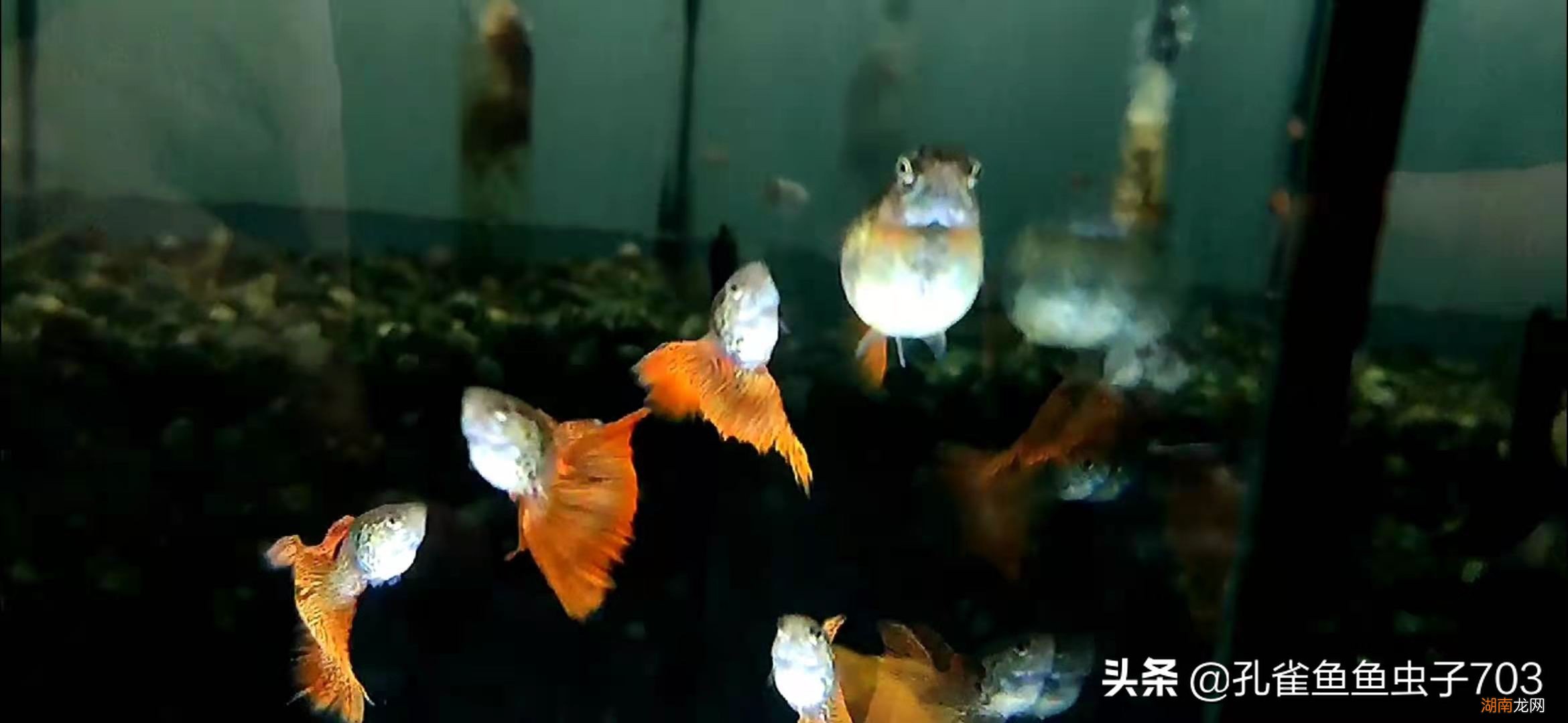 孔雀鱼母鱼繁殖前的四大征兆 孔雀鱼生小鱼前兆图解