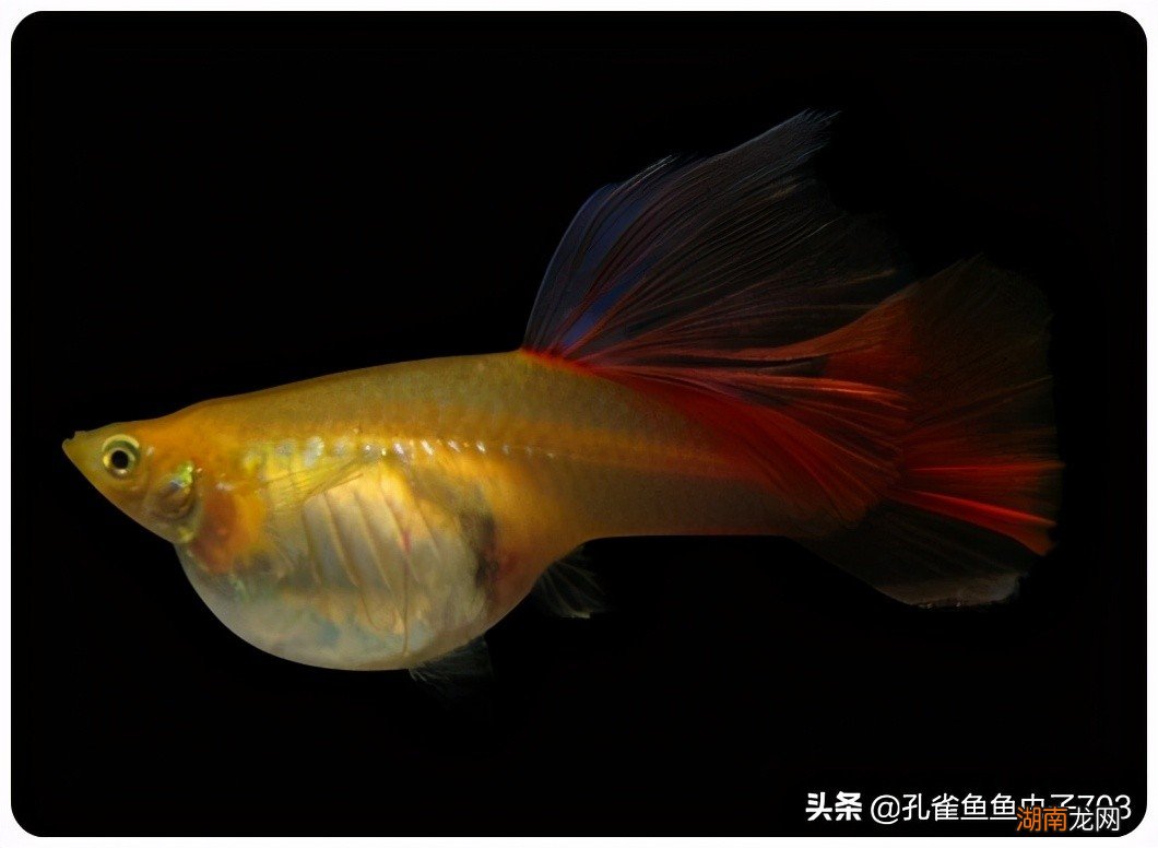 孔雀鱼母鱼繁殖前的四大征兆 孔雀鱼生小鱼前兆图解