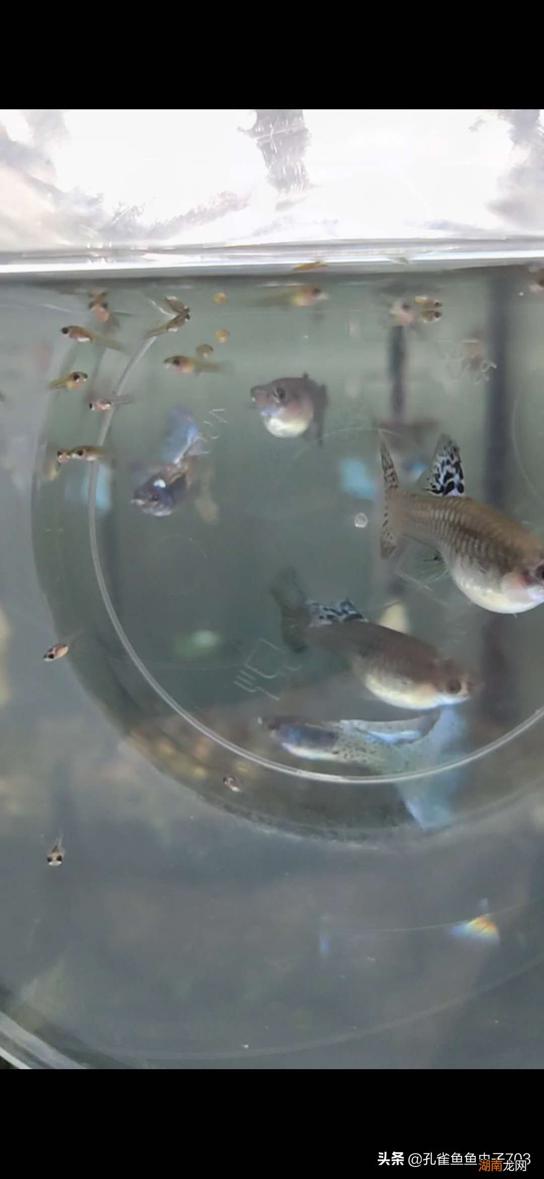 孔雀鱼母鱼繁殖前的四大征兆 孔雀鱼生小鱼前兆图解