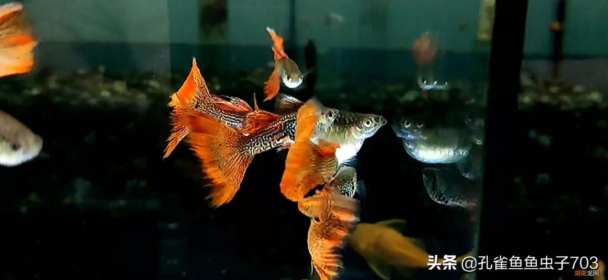 孔雀鱼母鱼繁殖前的四大征兆 孔雀鱼生小鱼前兆图解