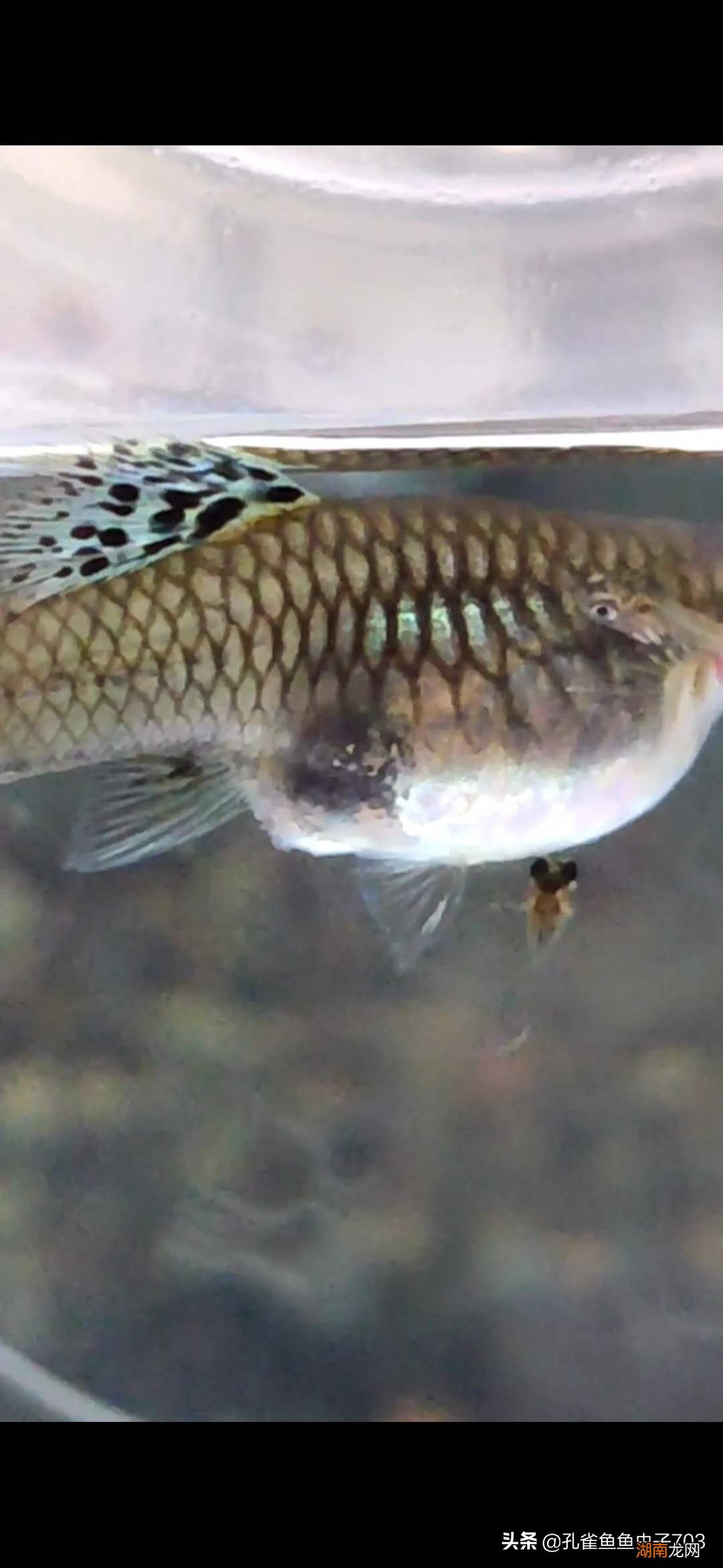 孔雀鱼母鱼繁殖前的四大征兆 孔雀鱼生小鱼前兆图解