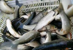 草鱼最喜欢吃的饵料是什么 草鱼最爱吃的10种食物