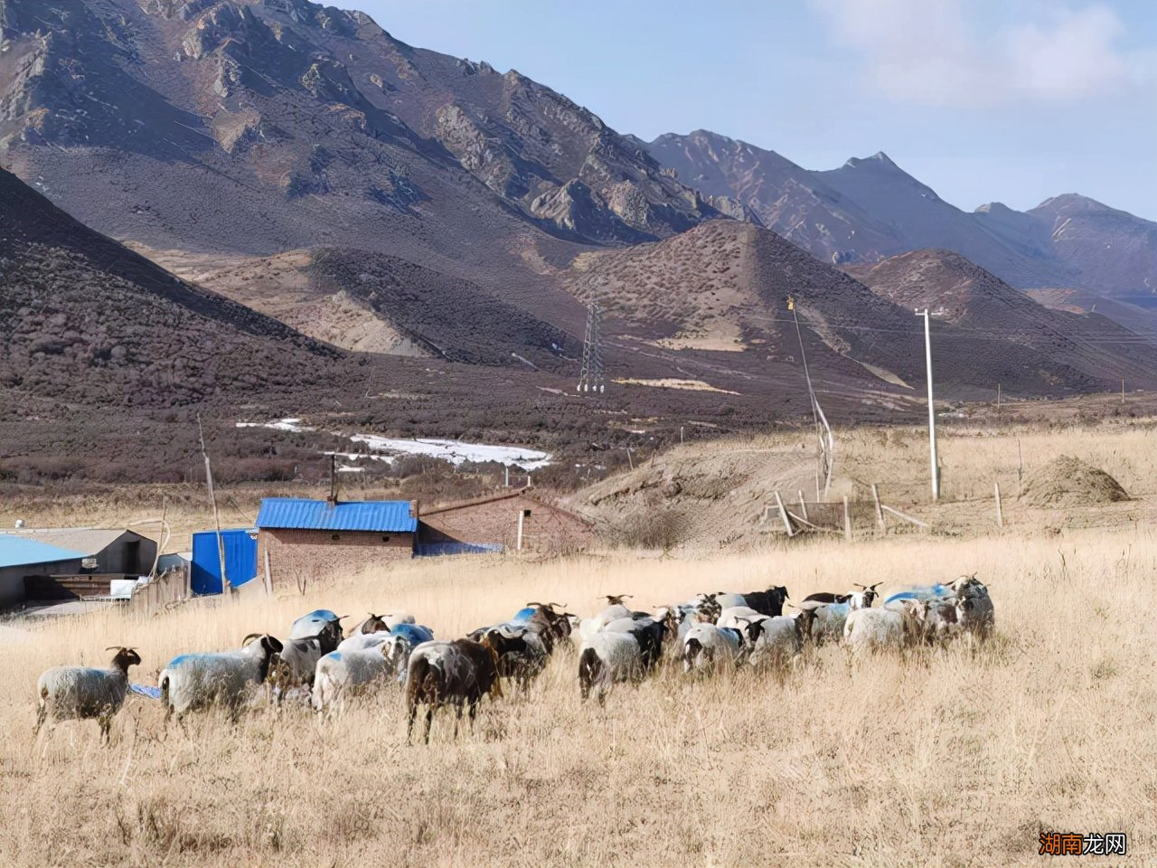 不同品种的羊一年能繁殖几次 羊一年可以繁殖几次