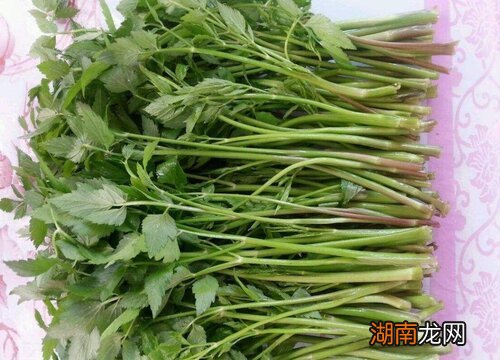 水芹用热水焯一下的原因 水芹菜为什么要焯水再炒才能吃吗