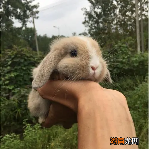 荷兰猪聪明程度的可以有多高 荷兰猪智商相当于几岁