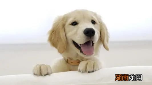 荷兰猪聪明程度的可以有多高 荷兰猪智商相当于几岁