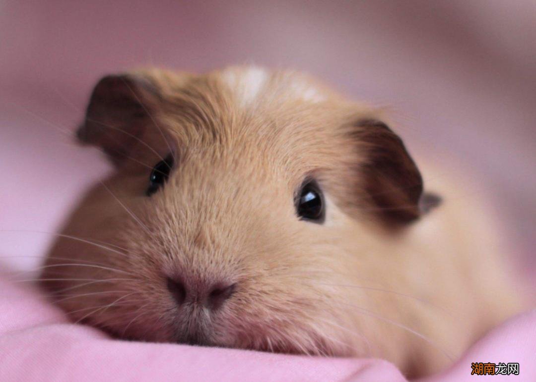 荷兰猪聪明程度的可以有多高 荷兰猪智商相当于几岁