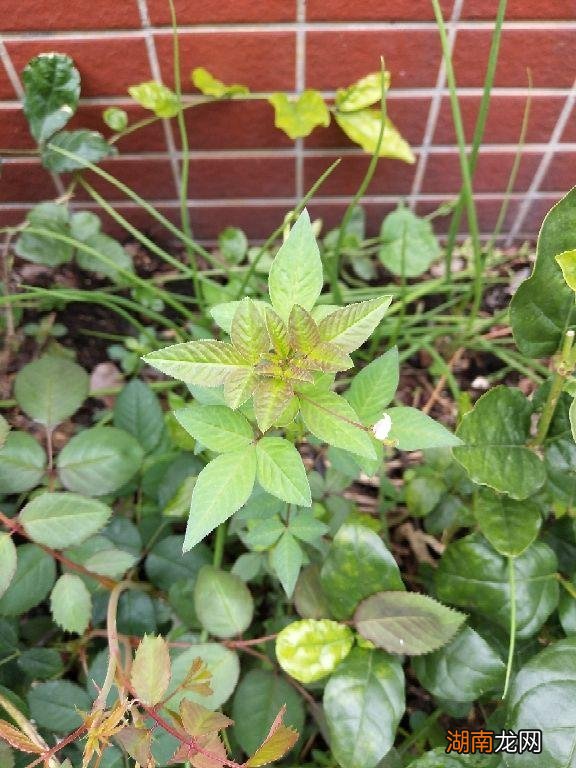 杂草全都清光光的6个小要点 院子永远不长草的方法