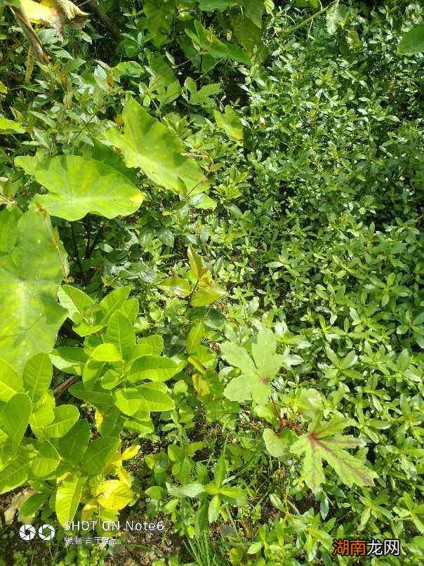 杂草全都清光光的6个小要点 院子永远不长草的方法