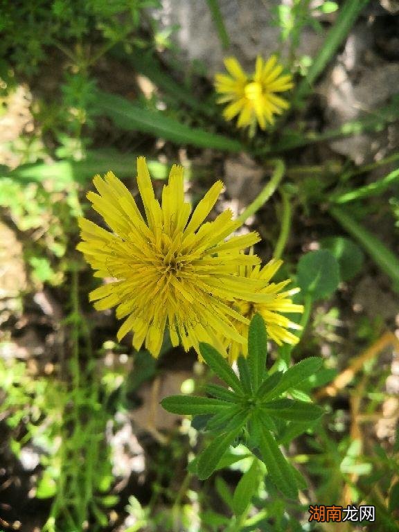 杂草全都清光光的6个小要点 院子永远不长草的方法