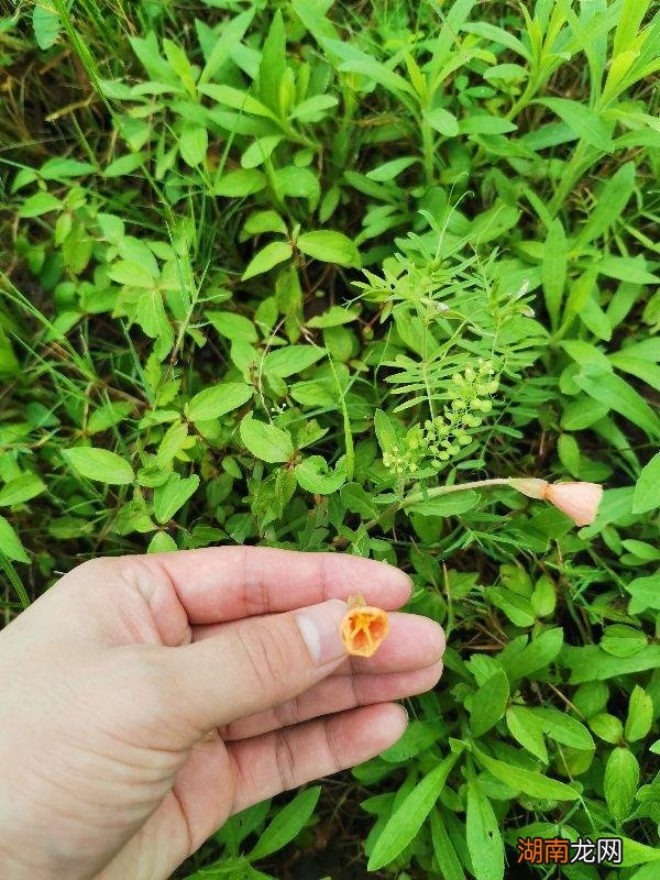 杂草全都清光光的6个小要点 院子永远不长草的方法